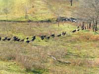 A wild turkey parade